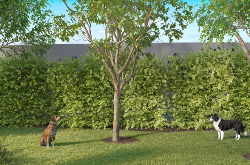 Espaço pet (perspectiva artística) 